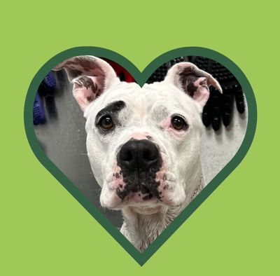 Pack - Adoptable Dogs